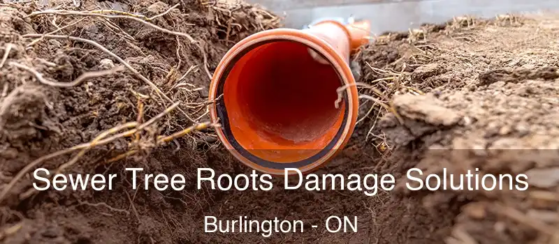  Sewer Tree Roots Damage Solutions Burlington - ON